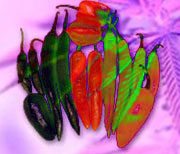 Chili Peppers and Cannabis