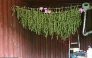 cannabis_drying