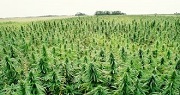 Hemp Consumes Radiation