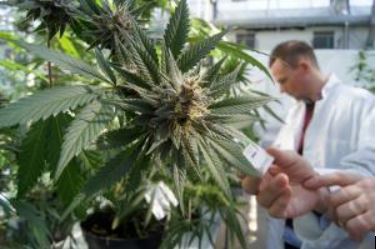 scientist with cannabis plant