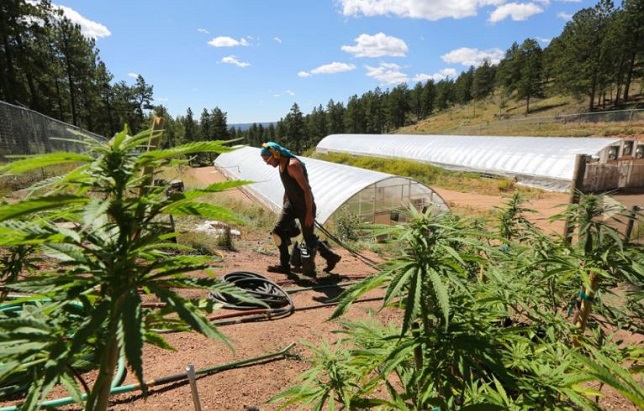 Realm of Caring facility medical marijuana